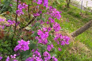 GIARDINO LUNARIA 2 GIARDINO LUNARIA 2