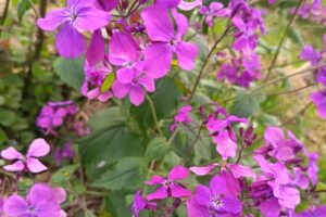GIARDINO LUNARIA 3 GIARDINO LUNARIA 3