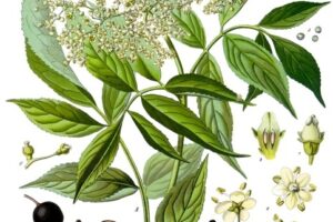 SAMBUCO COMUNE Sambucus nigra disegno SAMBUCO COMUNE Sambucus nigra disegno