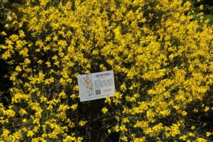 GINESTRE Giardino