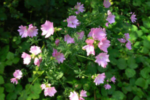 MALVA ALCEA 2