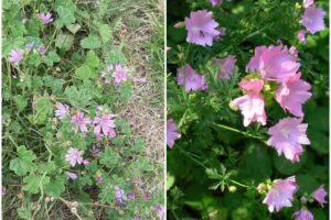 MALVA ALCEA