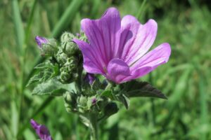 MALVA Malva_sylvestris