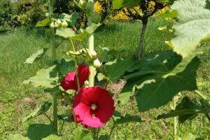 MALVAROSA Giardino