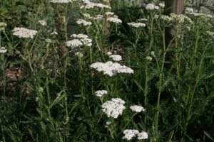 Achillea Millefolium