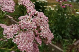 GIARDINO ACHILLEA ORNAMENTALE ORIZZONTALE