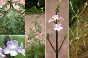 VERBENAOFFICINALIS completo