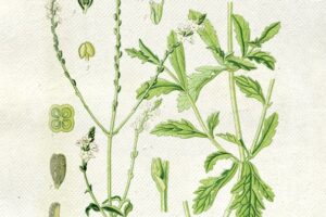 Verbena offic. disegno
