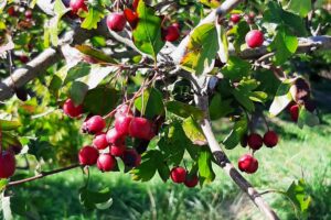 BIANCOSPINO Giardino bacche 2 2026
