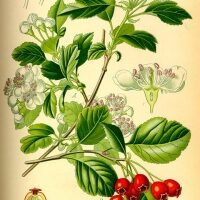 Biancospino