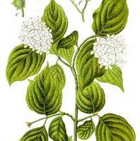 CORNUS Sanguinea dis