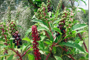 FITOLACCA AMERICANA Phytolacca decandra