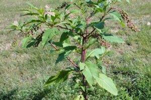 FITOLACCA Phytolacca_americana pianta (1)