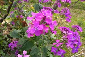 GIARDINO LUNARIA 2 (2)