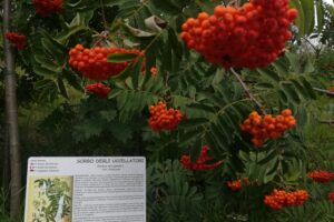 GIARDINO SORBO DEGLI UCCELLATORI AUTUNNO (1)