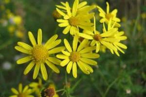 SENECIO AFRICANO Senecio_inaequidens (1)