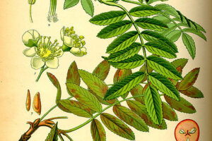 SORBUS _aucuparia dis